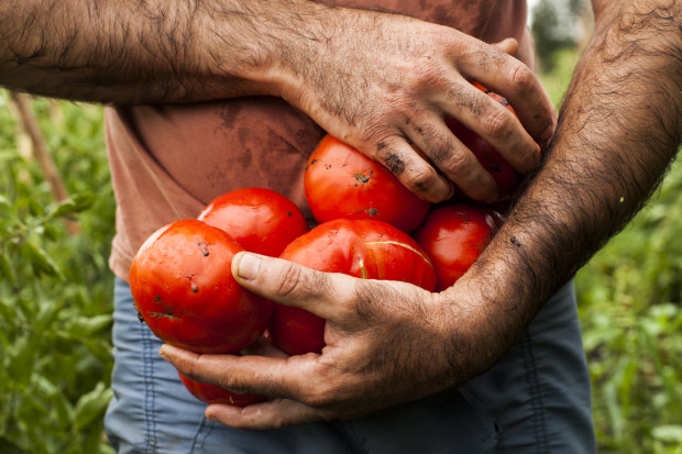 tomate platense